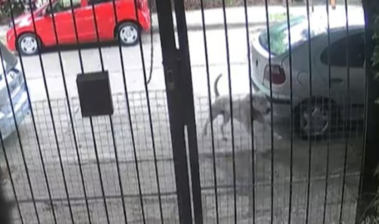 El perro quedó en manos de la Justicia por unos días.