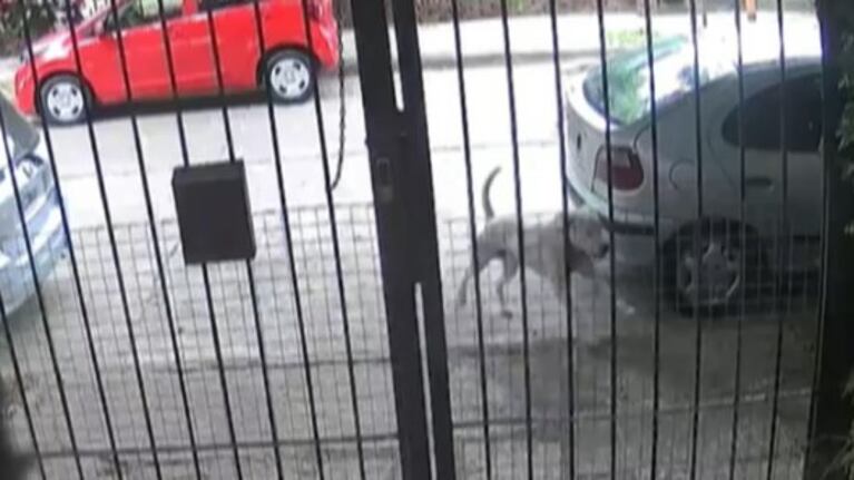 El perro quedó en manos de la Justicia por unos días.