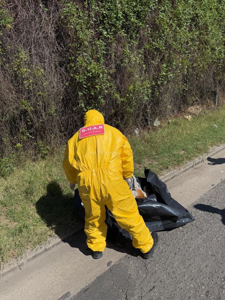 El perro quedó tirado en la calle tras recibir el disparo.