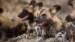 El perro salvaje africano no se luce por su belleza.