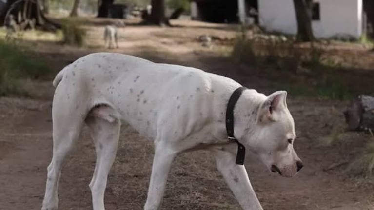 El perro se metió en una casa y el propietario le disparó sin dudarlo.