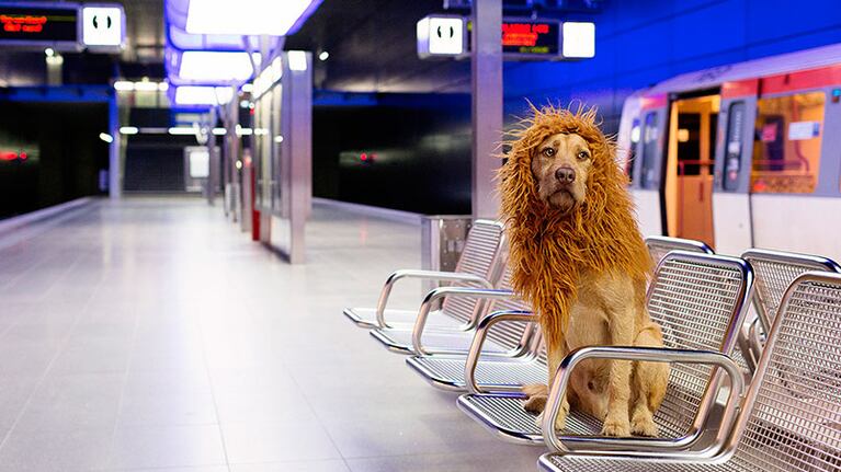 El perro se volvió una estrella con su particular "melena". Foto: Julia Werner.