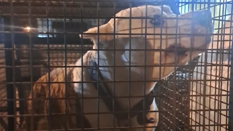 El perro secuestrado por Policía Ambiental.