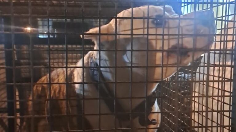 El perro secuestrado por Policía Ambiental.