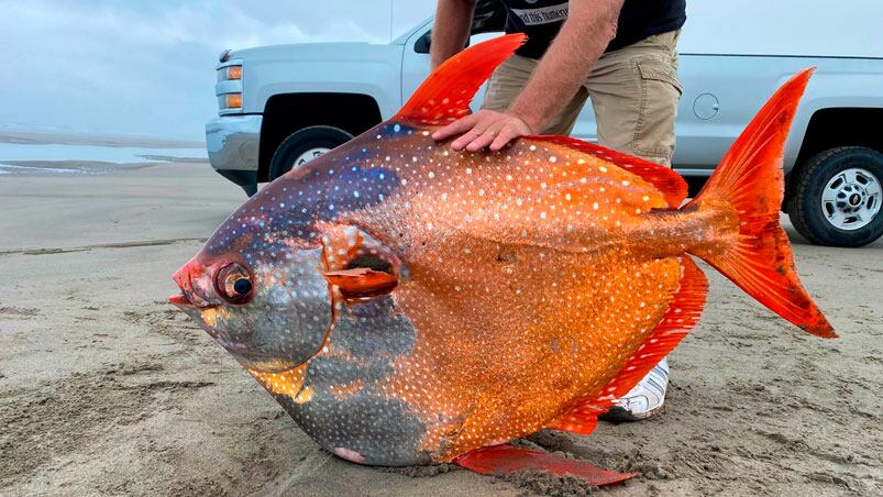 El pez hallado sin vida medía poco más de un metro y pesaba 45 kilos. / Foto: Seaside Aquarium