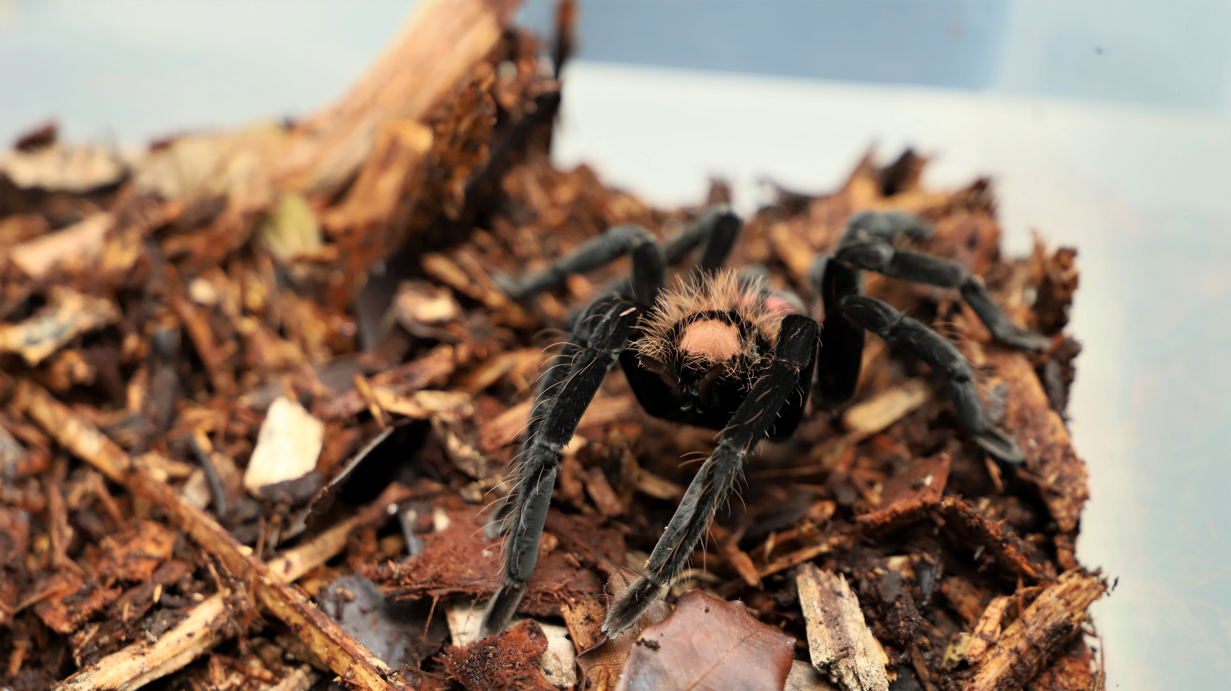 El piloto mordido por la tarántula es alérgico a las arañas. 