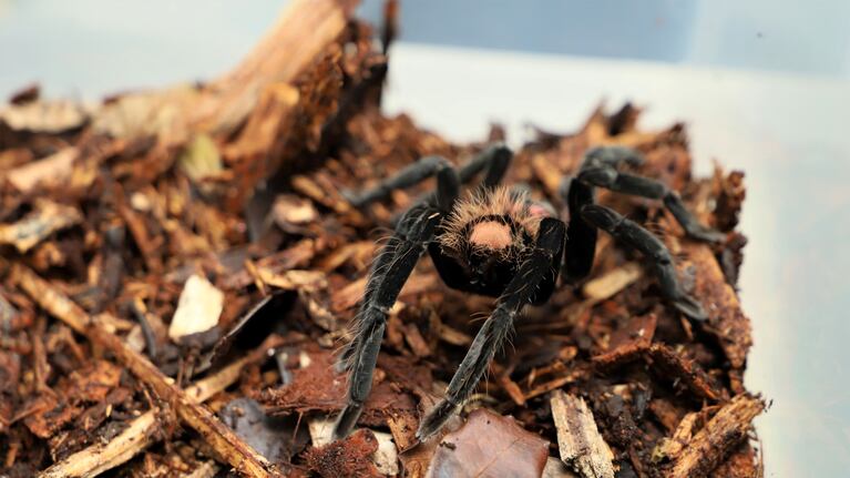 El piloto mordido por la tarántula es alérgico a las arañas.