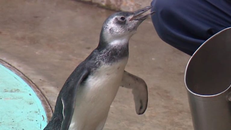 El pingüino de Magallanes había sido traído por una familia desde Miramar, Buenos Aires.