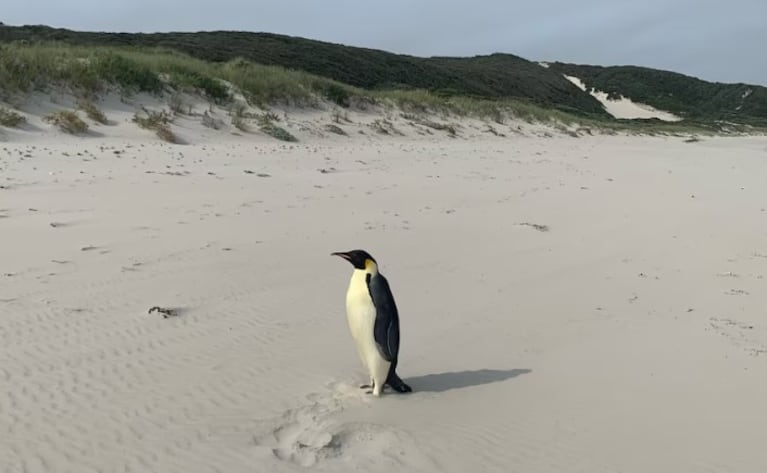 El pingüino Gus revolucionó Australia.