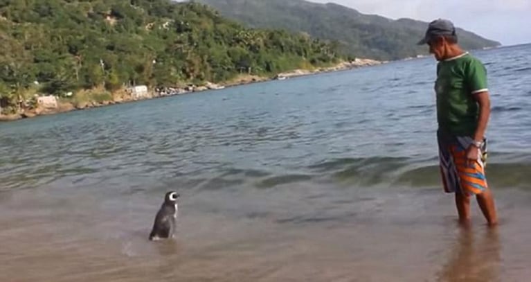El pingüino que se reencuentra cada año con el hombre que le salvó la vida