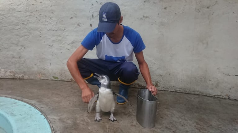 El pingüino ya está bajo cuidado en el Zoo Córdoba.