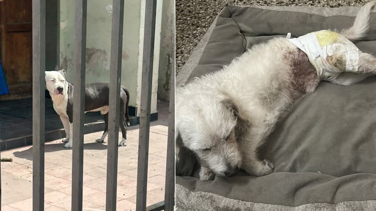 El pitbull atacó al caniche de su vecina.