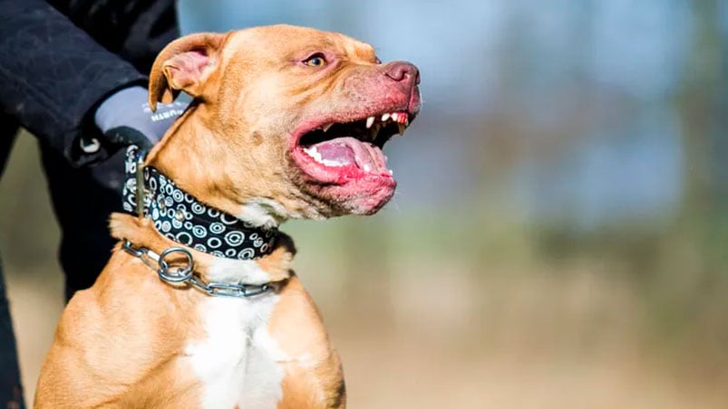 El pitbull atacó al nene en una plaza de barrio Iponá. (Foto ilustrativa)