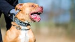 El pitbull atacó al nene en una plaza de barrio Iponá. (Foto ilustrativa)