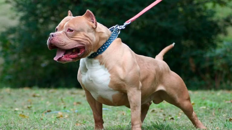 El pitbull es de la familia de la niña atacada. (Foto ilustrativa).