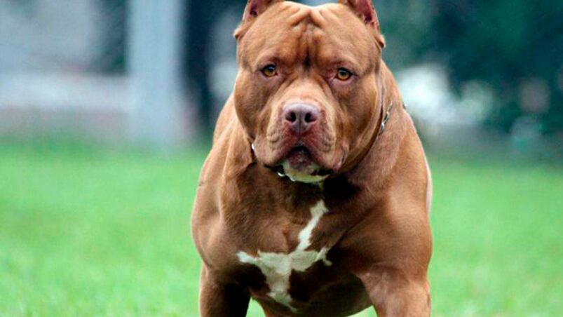 El pitbull es una raza considerada peligrosa.