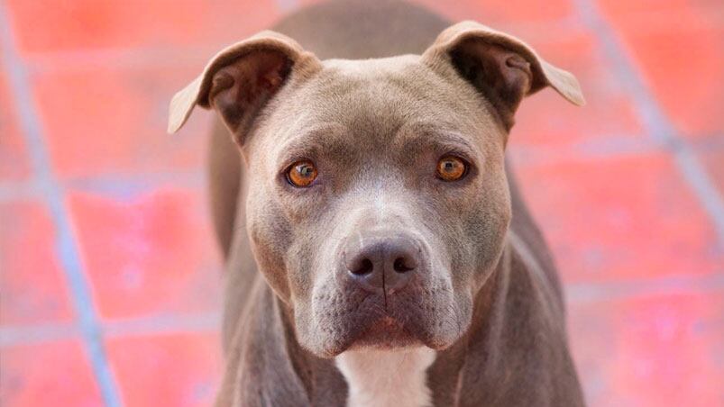 El pitbull habría atacado a otro perro. Foto ilustrativa.