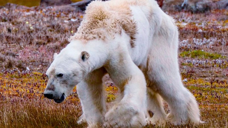 El pobre oso polar en las últimas horas de vida.