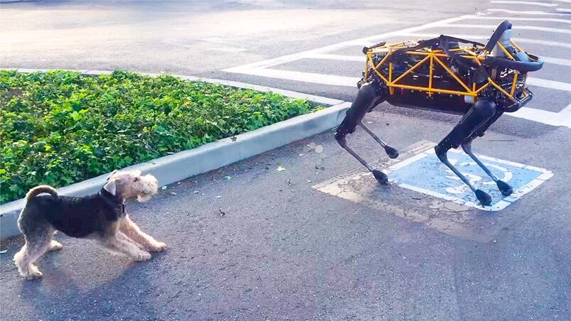 El pobre perro no entiende nada. 