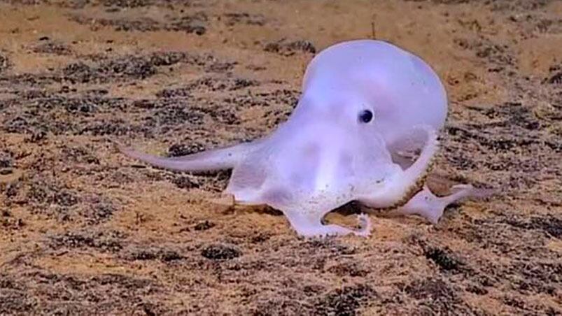    El pulpo es de color blanco y transparente y fue encontrado en Hawái.