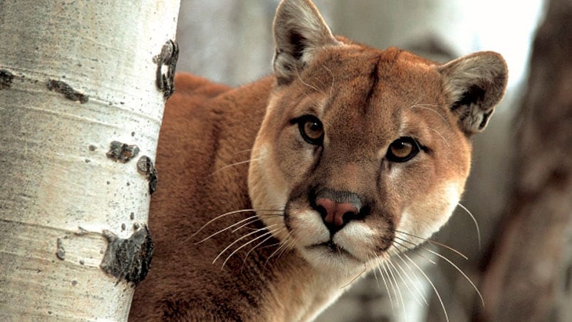 El puma extraviado en Bahía Blanca tuvo un triste final.