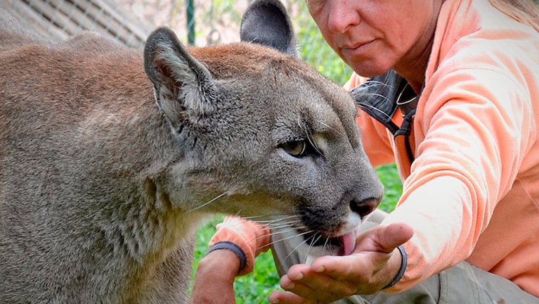 El puma se encuentra en la reserva Pumakawa.