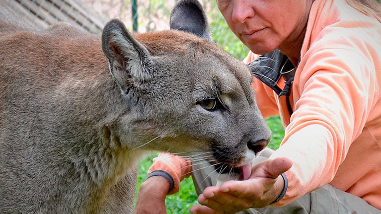 El puma se encuentra en la reserva Pumakawa.