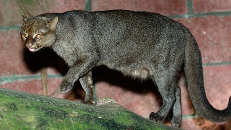 El puma sería de la especie yaguarundí.