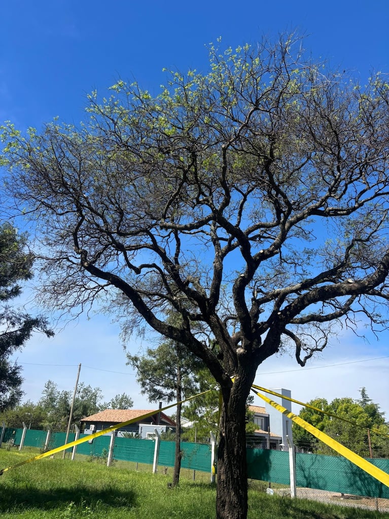El Quebracho Blanco de la polémica (Foto: Municipalidad de Villa Allende)