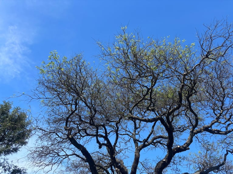 El Quebracho Blanco de la Polémica (Foto: Municipalidad de Villa Allende)