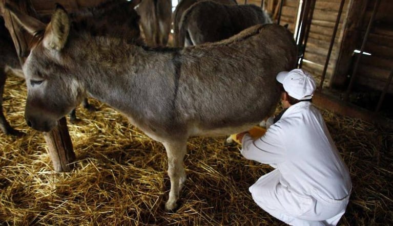 El queso más caro del mundo se hace con leche de burra