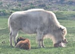 El raro bisonte blanco nació en un parque estatal en Wyoming.