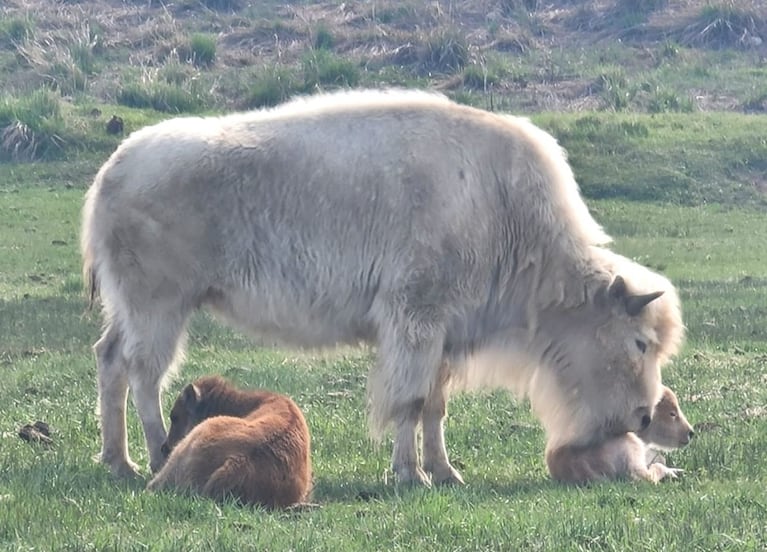 El raro bisonte blanco nació en un parque estatal en Wyoming.