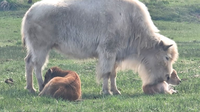 El raro bisonte blanco nació en un parque estatal en Wyoming.