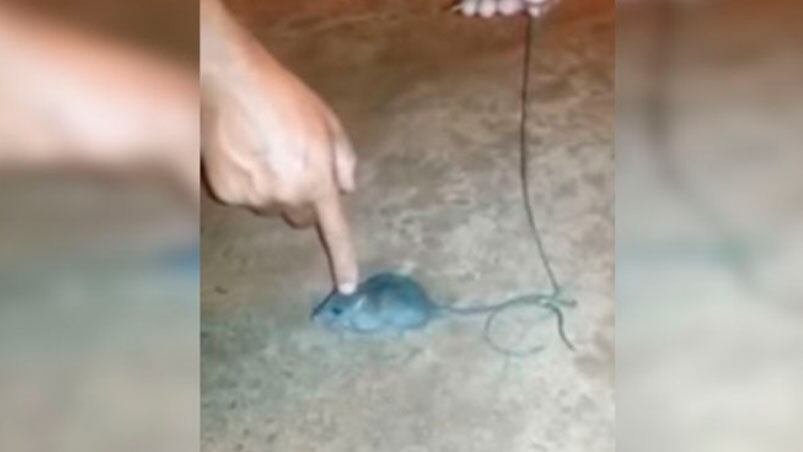 El ratón que transporta droga, el nuevo invento de los narcos en Brasil.