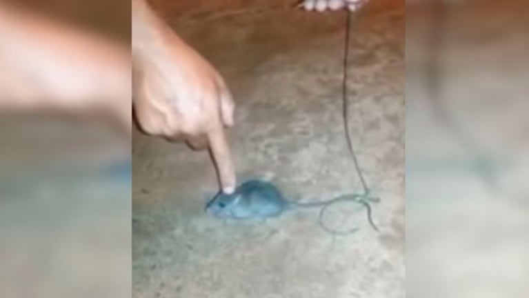 El ratón que transporta droga, el nuevo invento de los narcos en Brasil.