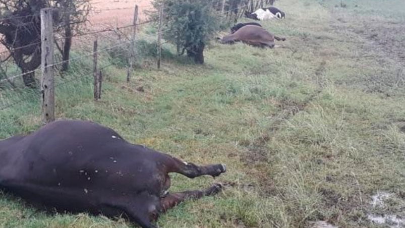 El rayo cayó a unos 100 metros de donde estaban las vacas.