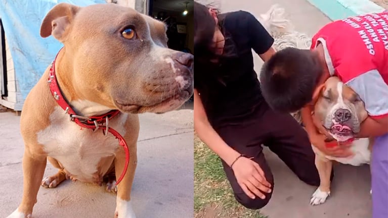 El reencuentro de los niños con Sasha.
