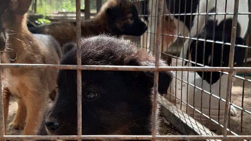 El refugio cuida a unos 100 perros en Río Primero.