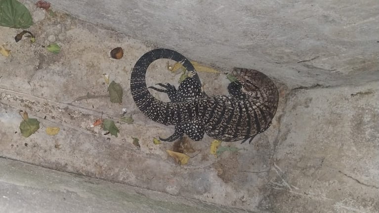 El reptil apareció en el desagüe de una casa.