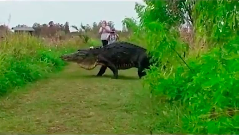 El reptil cruzó un sendero mientras los turistas lo filmaban.