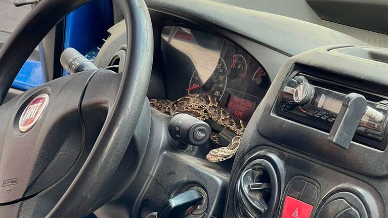 El reptil sorprendió al conductor.