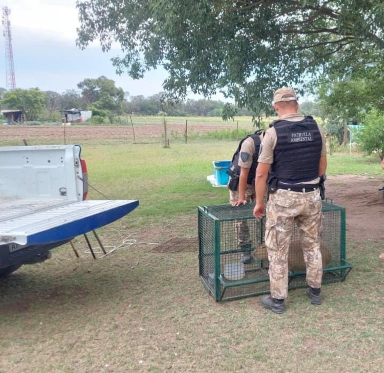 El rescate de un carpincho en Colonia Caroya.