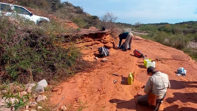 El resto fósil fue encontrado en Sierra de Copacabana, Pajarillo y Masa, cerca de Ongamira.