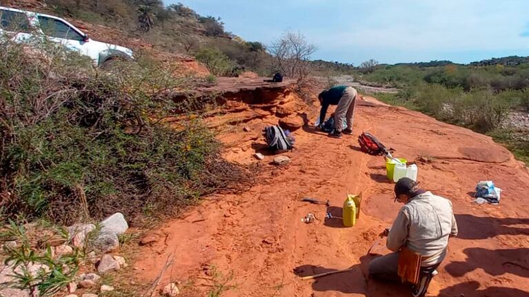 El resto fósil fue encontrado en Sierra de Copacabana, Pajarillo y Masa en las cercanías de Ongamira.