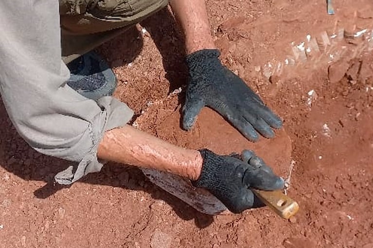 El resto fósil fue encontrado en Sierra de Copacabana, Pajarillo y Masa en las cercanías de Ongamira.