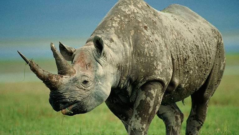 El rinoceronte negro, una de las especies más comprometidas.