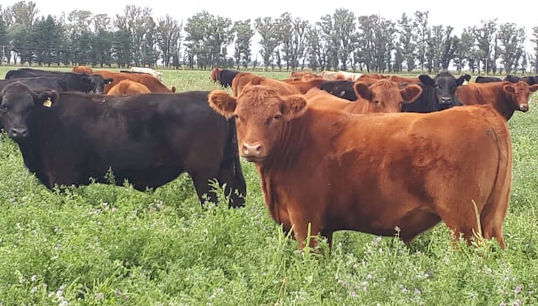 El robo de los novillos ocurrió en un campo de la zona rural de La Encrucijada, en el norte de Córdoba (Foto ilustrativa).