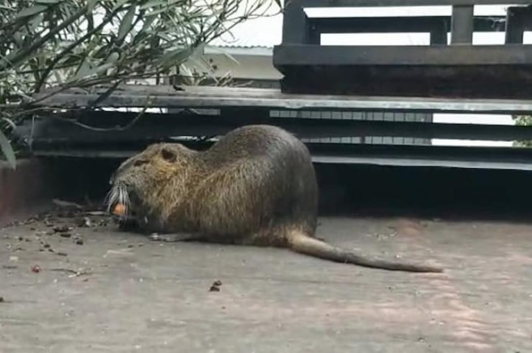 El roedor “gigante” que sorprendió en el techo de una casa y se hizo viral