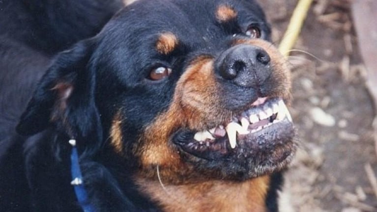 El Rottweiler fue el que motivó la posterior venganza de los familiares de la niña. Foto ilustrativa.